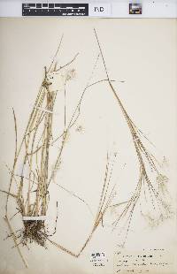 Andropogon eucomus image