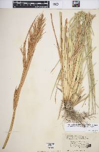 Andropogon glomeratus var. hirsutior image