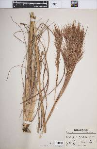 Andropogon glomeratus image