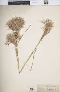 Andropogon glomeratus image