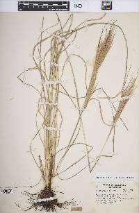 Andropogon glomeratus image