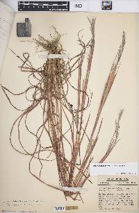 Andropogon gyrans image