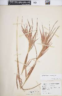 Andropogon gyrans image