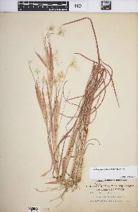 Andropogon gyrans image