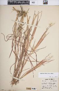 Andropogon gyrans image