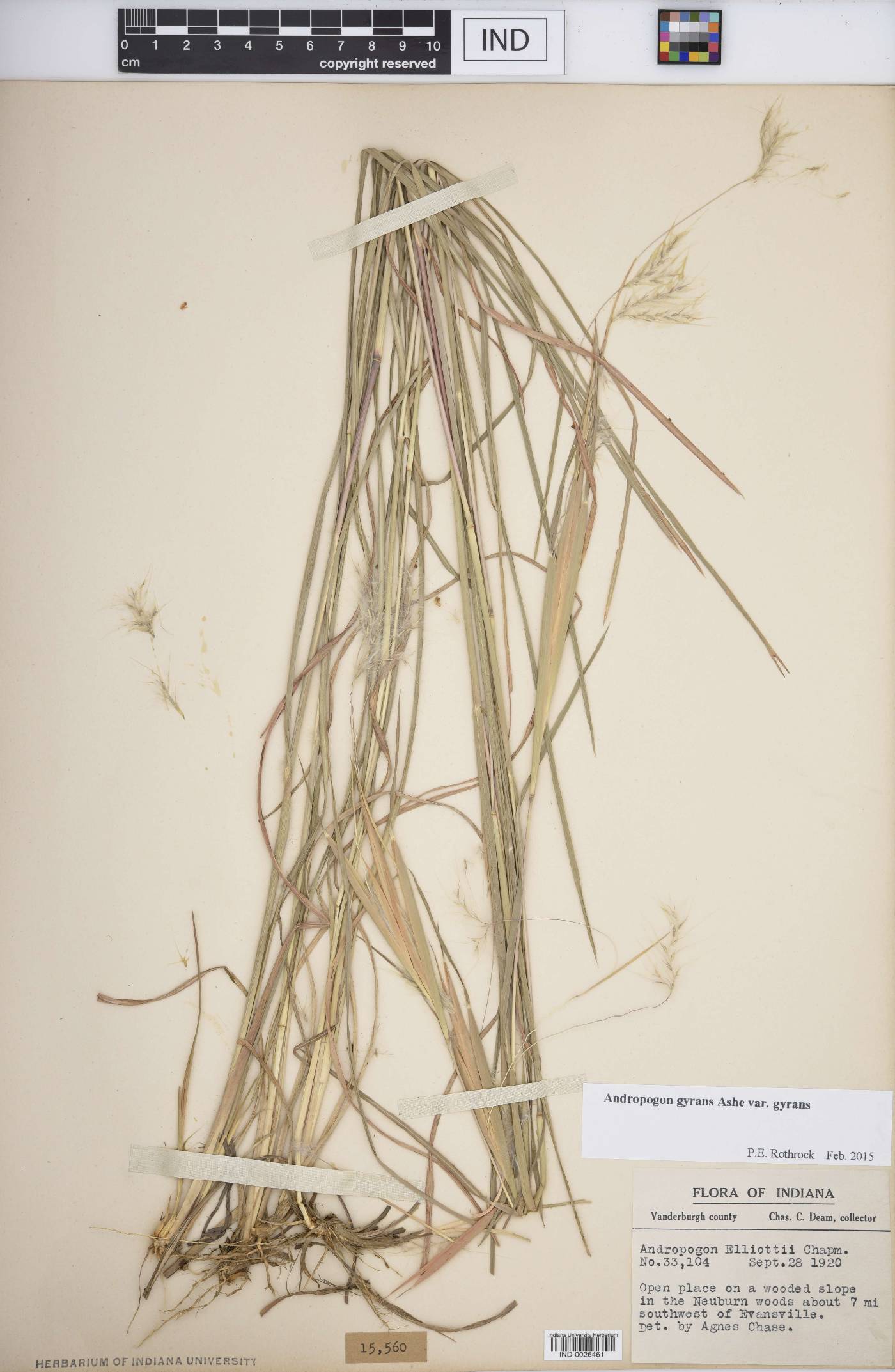 Andropogon gyrans var. gyrans image