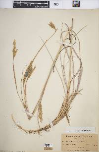 Andropogon hallii image