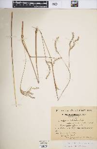 Andropogon lateralis image