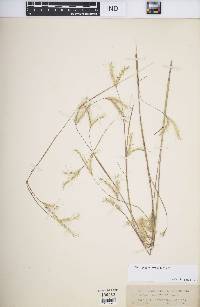 Andropogon ternarius image