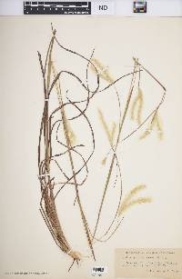 Andropogon ternarius image