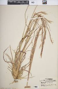 Andropogon virginicus var. virginicus image