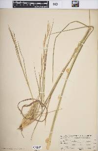 Andropogon virginicus var. virginicus image