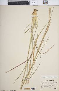 Andropogon virginicus var. virginicus image