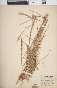 Andropogon virginicus var. virginicus image