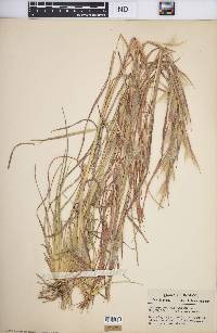 Andropogon virginicus var. virginicus image