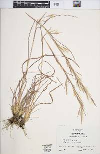 Andropogon virginicus var. virginicus image