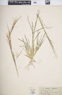 Andropogon virginicus var. virginicus image