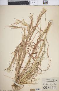 Andropogon virginicus var. virginicus image