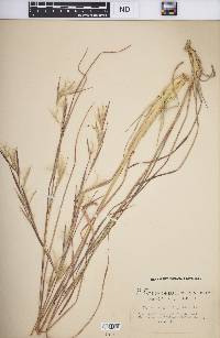 Andropogon virginicus var. virginicus image