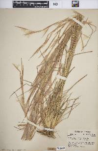 Andropogon virginicus var. virginicus image