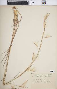 Andropogon virginicus var. virginicus image