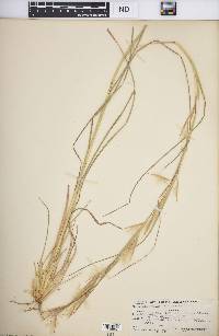 Andropogon virginicus var. virginicus image