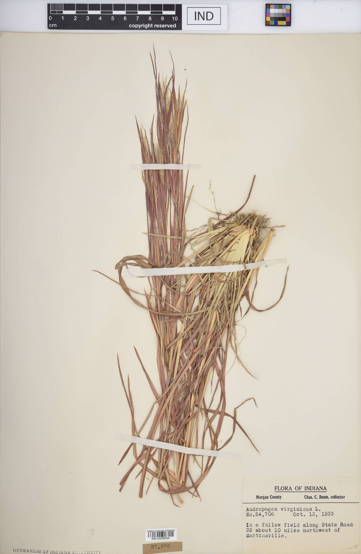 Andropogon virginicus var. virginicus image