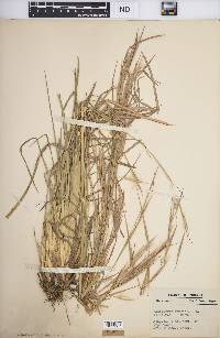 Andropogon virginicus var. virginicus image