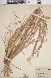 Andropogon virginicus var. virginicus image