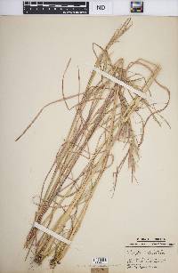 Andropogon virginicus var. virginicus image