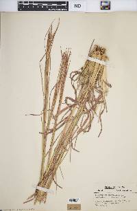 Andropogon virginicus var. virginicus image