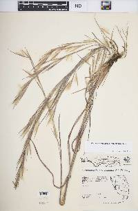 Andropogon virginicus var. glaucus image