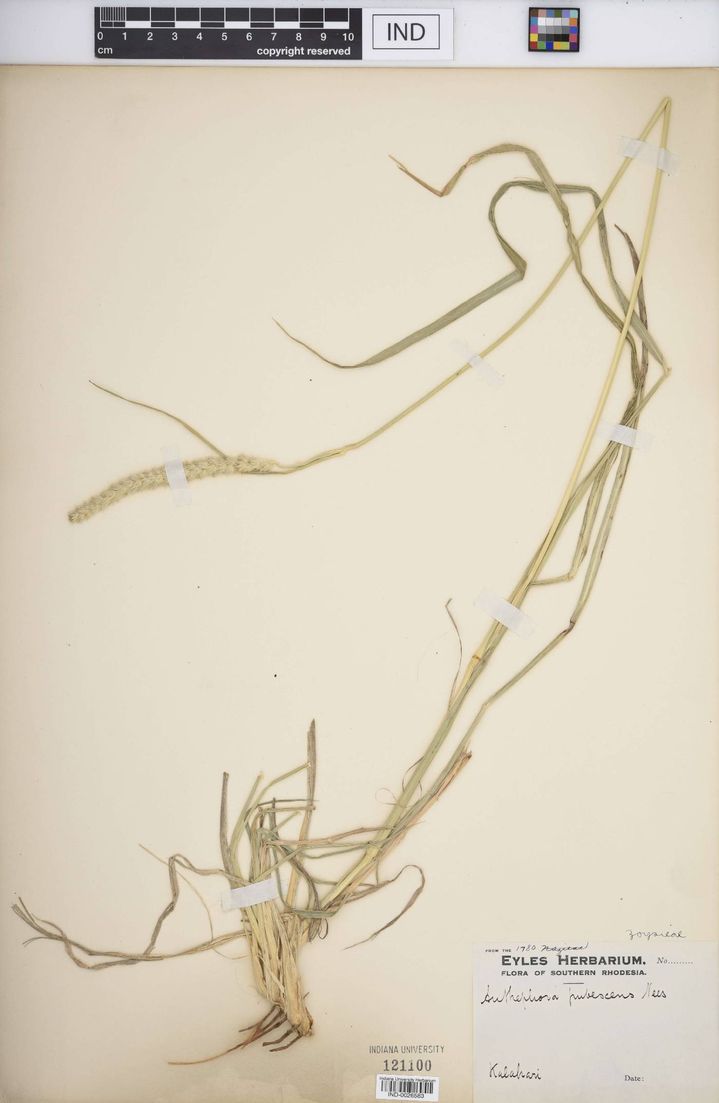 Anthephora pubescens image