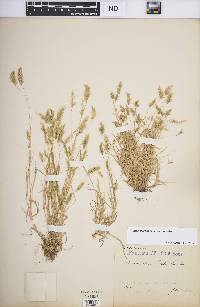 Anthoxanthum aristatum image