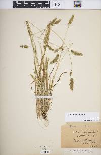 Anthoxanthum odoratum image