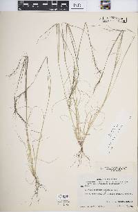 Aristida basiramea image