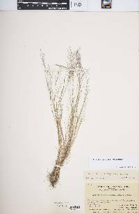 Aristida cumingiana image