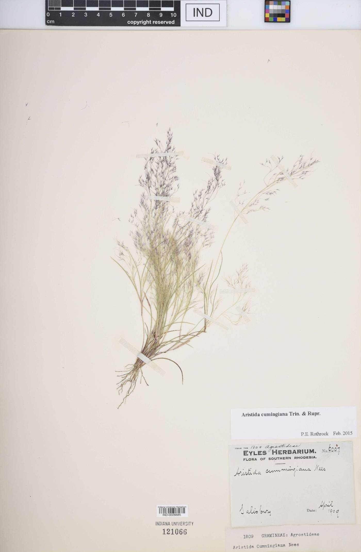 Aristida cumingiana image