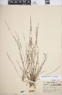 Aristida dichotoma image