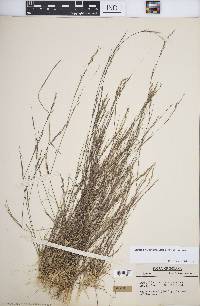 Aristida dichotoma image