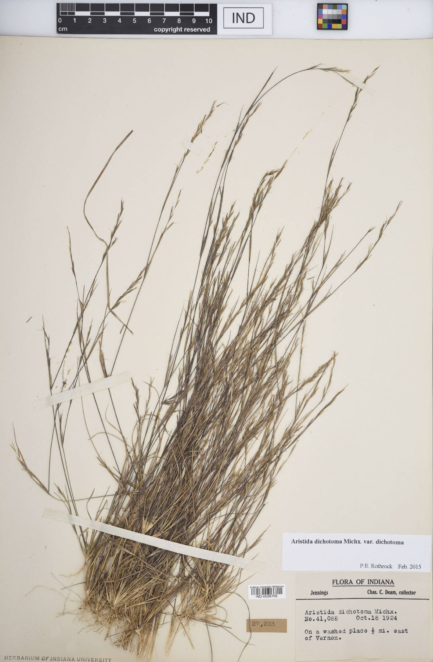 Aristida dichotoma image