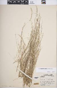 Aristida dichotoma var. dichotoma image