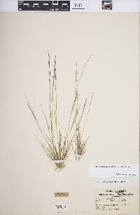 Aristida dichotoma image