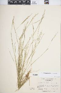 Aristida dichotoma var. dichotoma image