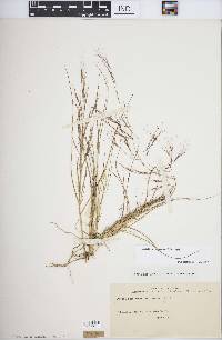 Aristida ternipes var. gentilis image