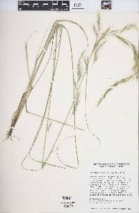 Aristida lanosa image