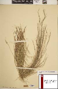 Aristida longespica var. geniculata image