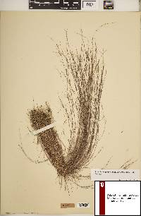 Aristida longespica image