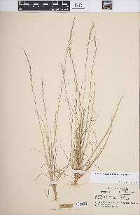 Aristida longespica image