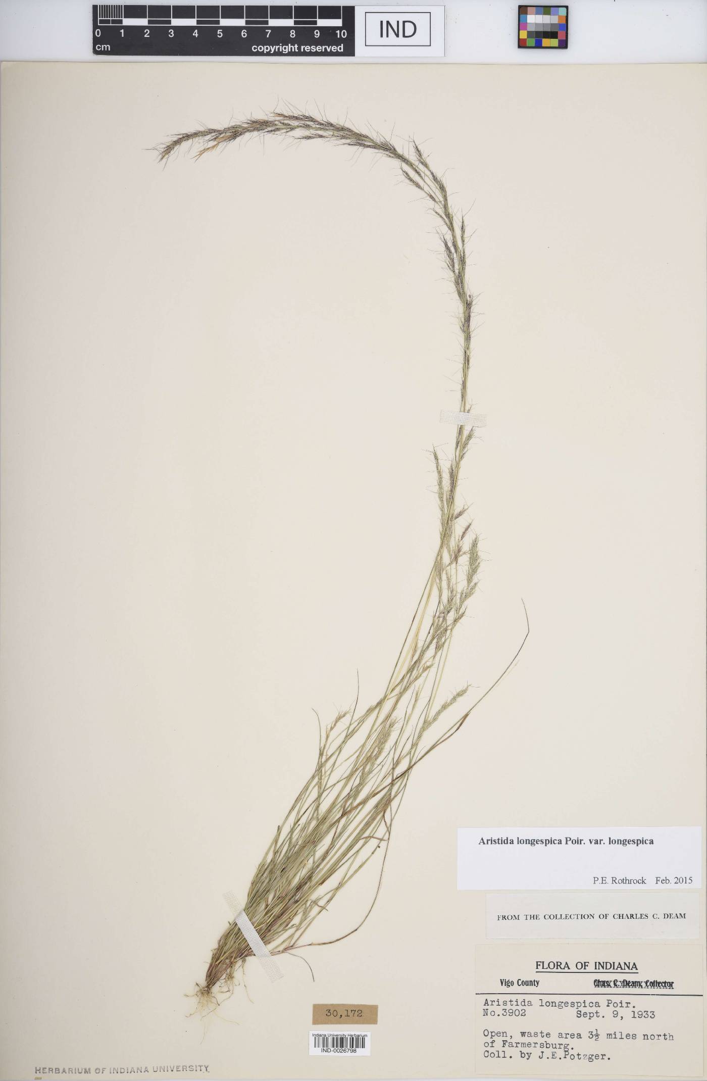 Aristida longespica var. longespica image